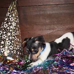 Border Collies and Teddy Roosevelt Terriers from Boles Family Farm