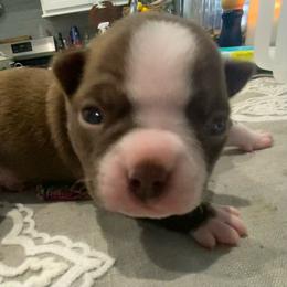 Boy 1 - Red male Boston Terrier puppy in Murrells Inlet, South Carolina from Inlet Boston Terriers