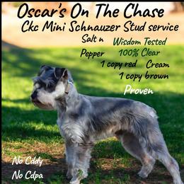 Oscar's on the Chase. Full Schnauzer - Gray male Schnoodle puppy in Arkansas from Harper's Pups