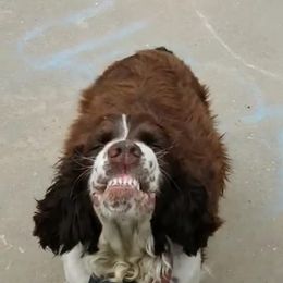 English Springer Spaniel Puppies from 31 Pines Springers & Retrievers