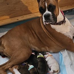Boxers from Winstar Boxers