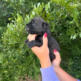 Brindle Girl - Red fawn brindle female Bullmastiff puppy in San Antonio, Texas from Blushing Dawn Bullmastiffs