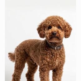Mac - Goldendoodle