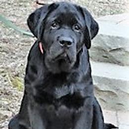 Labrador Retriever Puppies from Lorlyn Labradors