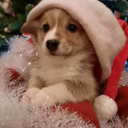 Pembroke Welsh Corgi Puppies from Iron Moss Ranch