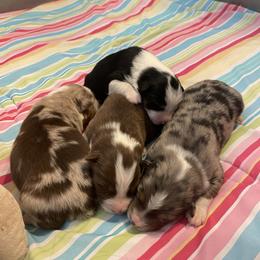 Australian Shepherd Puppies from Wranglin Aussies