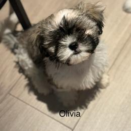 Shih Tzu Puppies from BVPT puppies