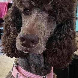 Poodles from Piccolo’s Poodles