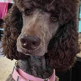 Poodles from Piccolo’s Poodles