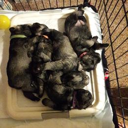 Miniature Schnauzer Puppies from Starbound Miniture Schnauzer's