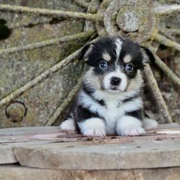 Drizella - White and black female Pembroke Welsh Corgi puppy in Valley, Washington from Corgis of the Mountain Valley