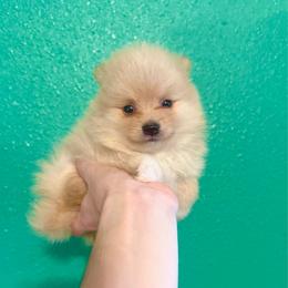 Han - Cream parti male Pomeranian puppy in Stroud, Oklahoma from Laik’s Little Shihtz & Poms