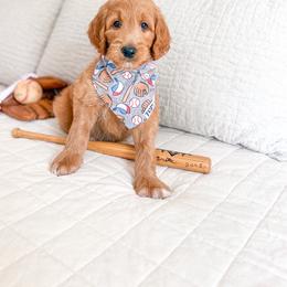 Bertram - Apricot male Goldendoodle puppy in Marietta, Georgia from Reece + Co Doodles & Poodles