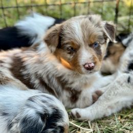 Girl 1:  Bella - Red merle female Australian Shepherd puppy in St. Paul, Oregon from Raybell Ridge Farm