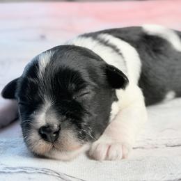 Sadie - Parti female Miniature Schnauzer puppy in Magalia, California from NorCal Schnauzers