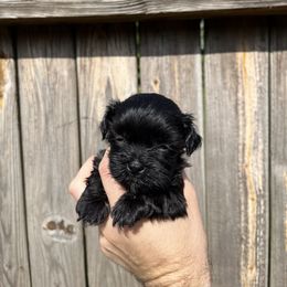 Havanese Puppies from Beota Havanese
