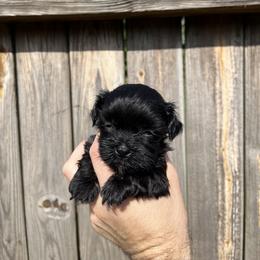 Havanese Puppies from Beota Havanese