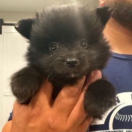 Black Male - Black male Pomeranian puppy in Cheektowaga, New York from Buffalo Pomeranians 716