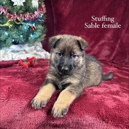 Stuffing - Sable female German Shepherd puppy in New Cambria, Missouri from Des Hausraben Shepherds