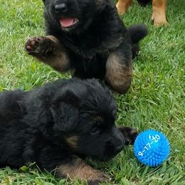 German Shepherd Puppies from Blue Bloods Haus German Shepherds