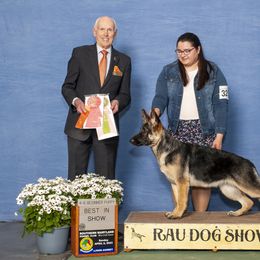 German Shepherd Puppies from Patricia's German Shepherds