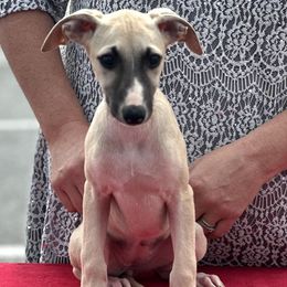 Girl 1 - Fawn female Whippet puppy in Max Meadows, Virginia from RAJOPA WHIPPETS