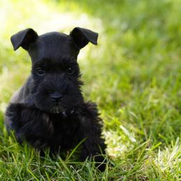 Black - Black male Miniature Schnauzer puppy in Snowflake / Phoenix, Arizona from Snowflake Schnauzers