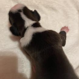 Boxer Puppies from Teressa's Boxers