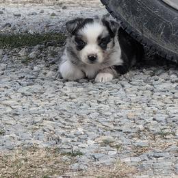 Siva - Blue merle female Miniature Australian Shepherd puppy in Leonard, Texas from Tin Roof Aussies