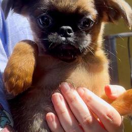 Whale - Belge male Brussels Griffon puppy in Castro Valley, California from Looking Glass Brussels Griffons