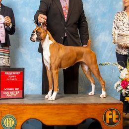 Phoebe - Boxer
