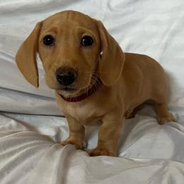 Red Boy - Cream male Dachshund puppy in Buckeye, Arizona from AZ Dachshund Proud