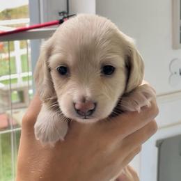 PUMPKIN - Cream female Dachshund puppy in High Hill, Missouri from High Hill Hounds