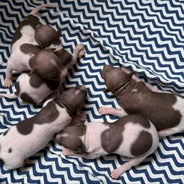 Soda - White and chocolate male American Hairless Terrier puppy in Buckingham, Illinois from Gaus Hof