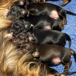 Fritz (Red Collar) - Red male Dachshund puppy in Humble, Texas from Foley Dachshunds
