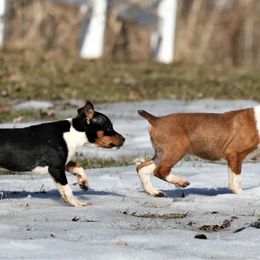 Australian Terrier and Rat Terrier Puppies from Seegmiller Standard Rat Terriers