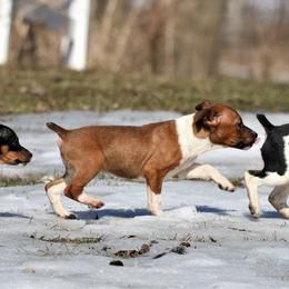 Australian Terrier and Rat Terrier Puppies from Seegmiller Standard Rat Terriers