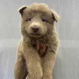 Boy 4 - Isabella male German Shepherd puppy in Pelham, North Carolina from P & P Shepherds