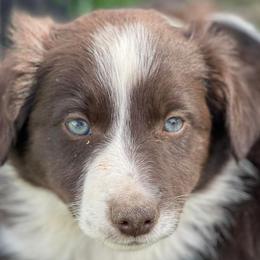 Australian Shepherds and Border Collies from Wild Rose Ranch