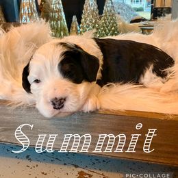 Summit - female Australian Mountain Doodle puppy in Chattanooga, Tennessee from Scenic City Doodles