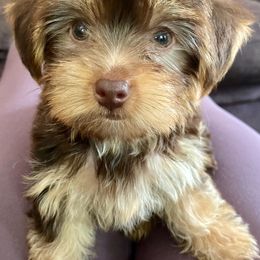 Yorkshire Terrier All Grown Up from Happy Days