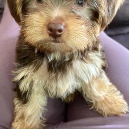 Yorkshire Terrier All Grown Up from Happy Days