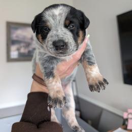 River - Blue female Australian Cattle Dog puppy in Ammon, Idaho from Piney River Cattle Dogs