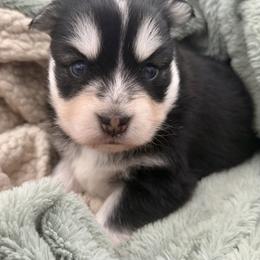 Guppy - Black and white female Pomsky puppy in Auburn, Washington from Periwinkle Pomskies