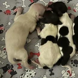 Maple-Boy 2 - Black and cream male Dachshund puppy in Wolf Lake, Indiana from Canisteo Dachshunds
