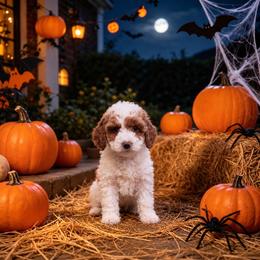 Ember - Parti female Goldendoodle puppy in Roseburg, Oregon from Dbos Furry Friends
