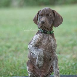 German Shorthaired Pointer and Vizsla Puppies from Nosam Kennels