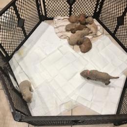 Goldendoodle Puppies from Da Ruba Doodles