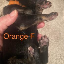 Orange collar girl - Black and red female German Shepherd puppy in Coleta, Illinois from Four Leaf Farm- Vom Vierblättriges Bauernhof