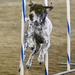 German Shorthaired Pointers from Farrook GSP's